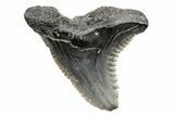Snaggletooth Shark (Hemipristis) Tooth - South Carolina #211608-1